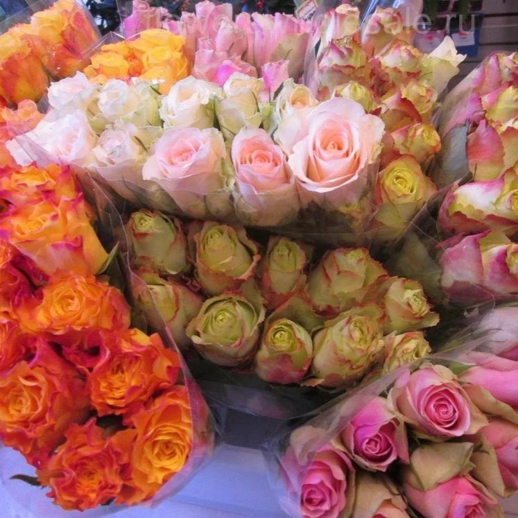Artex Roses Roses | ATEX